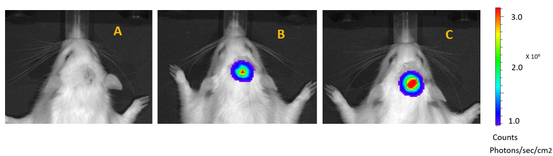 Figure 1: Bioluminescence imaging of tumours in rats. A: No bioluminescence– no tumour, B: low bioluminescence – small tumour, C: high bioluminescence – large tumour.
