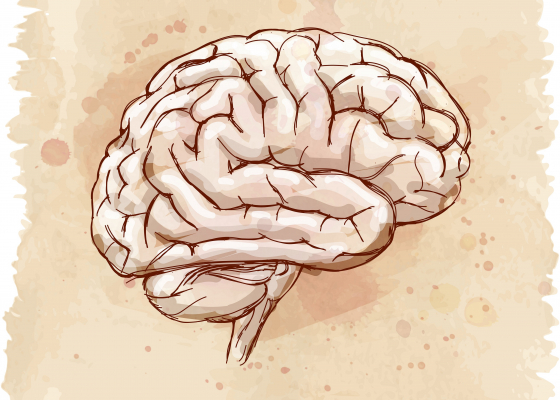 Functional brain network study explores healthy brain ageing